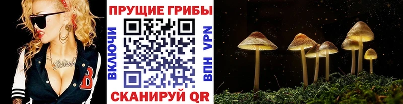 Галлюциногенные грибы Cubensis  Купить где  Кизел 